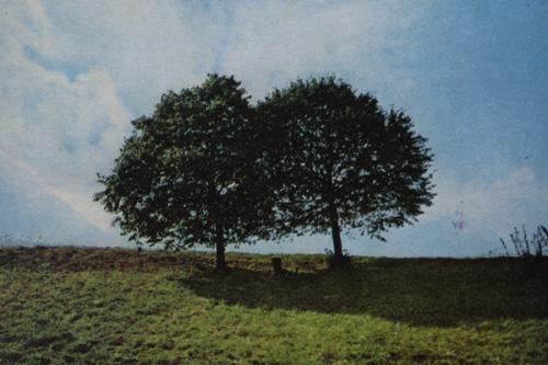 Two Czech Trees