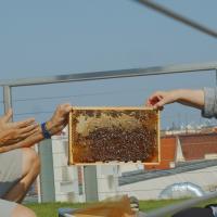Beekeeping on the Roof of the Museum of Agriculture